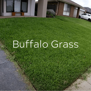 Buffalo Grass