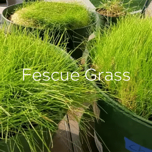 Fescue Grass