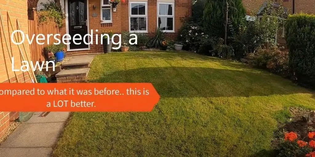A lawn after overseeding it