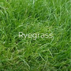 Ryegrass
