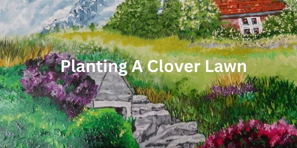 Planting clover lawn